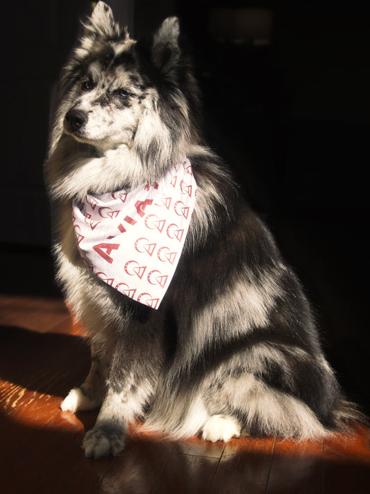 Pet Bandana